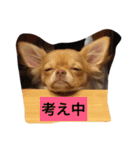 チワワのあーちゃん（個別スタンプ：3）