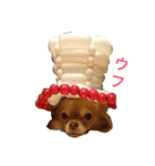 チワワのあーちゃん（個別スタンプ：5）