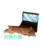 チワワのあーちゃん（個別スタンプ：8）