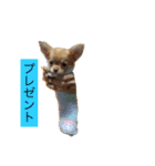 チワワのあーちゃん（個別スタンプ：10）