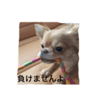 チワワのあーちゃん（個別スタンプ：12）