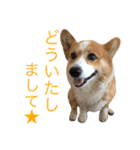 ちゃこのスタンプ（個別スタンプ：11）