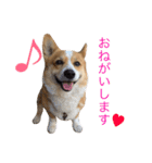 ちゃこのスタンプ（個別スタンプ：12）