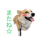 ちゃこのスタンプ（個別スタンプ：13）