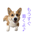ちゃこのスタンプ（個別スタンプ：22）
