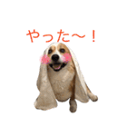 ちゃこのスタンプ（個別スタンプ：31）