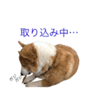 ちゃこのスタンプ（個別スタンプ：33）