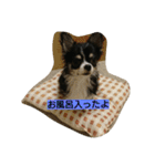チワワ レオくん（個別スタンプ：1）