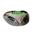 チワワ レオくん（個別スタンプ：5）