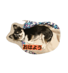 チワワ レオくん（個別スタンプ：11）