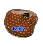 チワワ レオくん（個別スタンプ：16）
