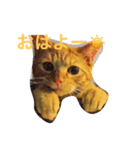 茶とらのコパン（個別スタンプ：1）