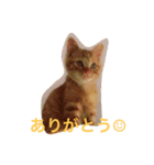 茶とらのコパン（個別スタンプ：3）