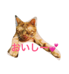 茶とらのコパン（個別スタンプ：4）