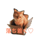 茶とらのコパン（個別スタンプ：7）