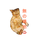 茶とらのコパン（個別スタンプ：10）