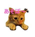 茶とらのコパン（個別スタンプ：12）