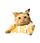 茶とらのコパン（個別スタンプ：14）