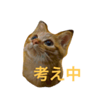 茶とらのコパン（個別スタンプ：15）