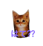茶とらのコパン（個別スタンプ：16）