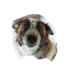 doggyTT（個別スタンプ：1）