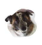 doggyTT（個別スタンプ：2）