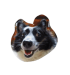 doggyTT（個別スタンプ：5）