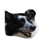 doggyTT（個別スタンプ：6）