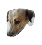 doggyTT（個別スタンプ：7）