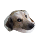 doggyTT（個別スタンプ：8）