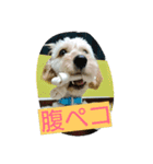 レオ丸のはんなりスタンプ（個別スタンプ：3）