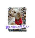レオ丸のはんなりスタンプ（個別スタンプ：6）