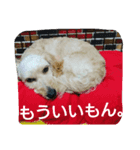 レオ丸のはんなりスタンプ（個別スタンプ：7）