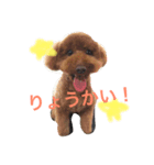 愛犬♡チョコロン（個別スタンプ：5）