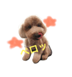 愛犬♡チョコロン（個別スタンプ：6）