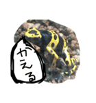 AnimalAnimal stamp（個別スタンプ：2）
