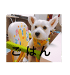 ちゃむぱん（個別スタンプ：5）