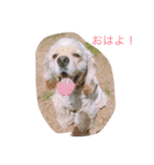癒しのコッカー（個別スタンプ：1）