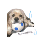 癒しのコッカー（個別スタンプ：4）