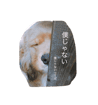 癒しのコッカー（個別スタンプ：7）