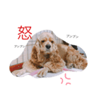 癒しのコッカー（個別スタンプ：8）