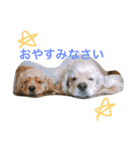癒しのコッカー（個別スタンプ：13）