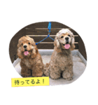 癒しのコッカー（個別スタンプ：16）