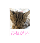 MIX猫ゆず（個別スタンプ：2）