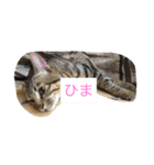 MIX猫ゆず（個別スタンプ：3）