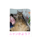 MIX猫ゆず（個別スタンプ：4）