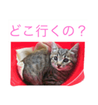 MIX猫ゆず（個別スタンプ：5）