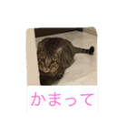 MIX猫ゆず（個別スタンプ：6）