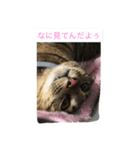 MIX猫ゆず（個別スタンプ：7）
