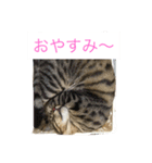 MIX猫ゆず（個別スタンプ：9）